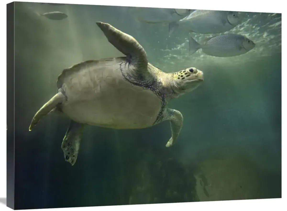 Green Sea Turtle and fish, Sabah, Malaysia-Canvas Art-32x24