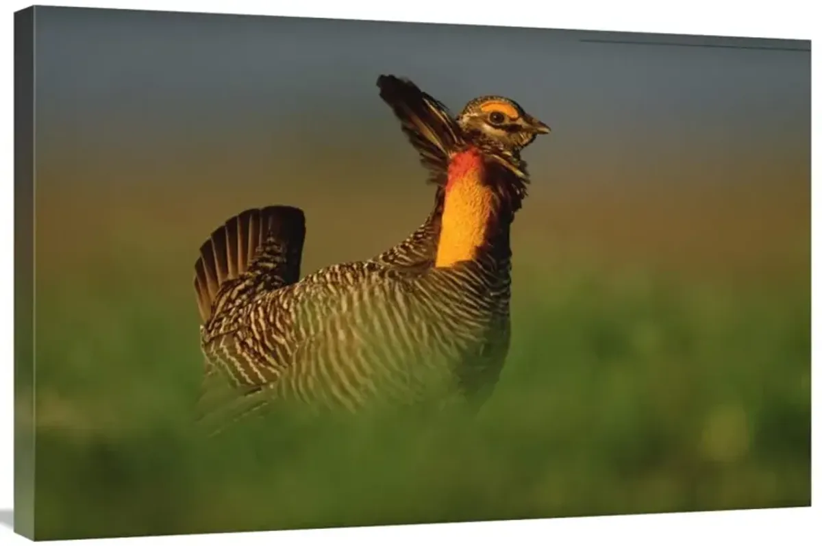 Greater Prairie Chicken male in courtship display, Eagle Lake, Texas-Canvas Art-36x24