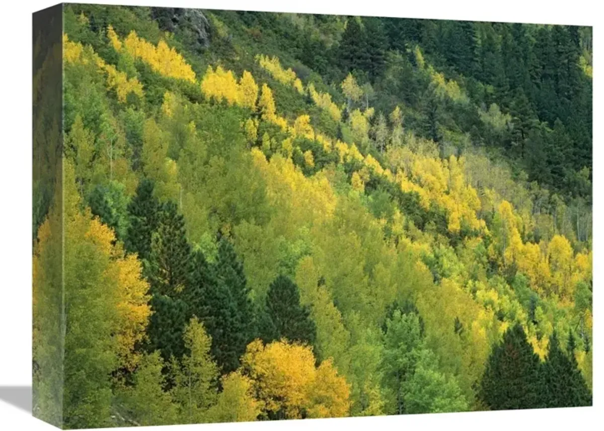 Aspen grove in fall colors, Gunnison National Forest, Colorado-Canvas Art-16x12