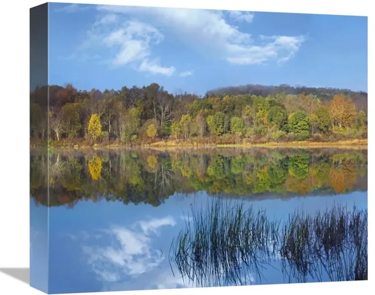 Deciduous forest along Lackawanna Lake, Ricketts Glen State Park, Pennsylvania-Canvas Art-16x14.08