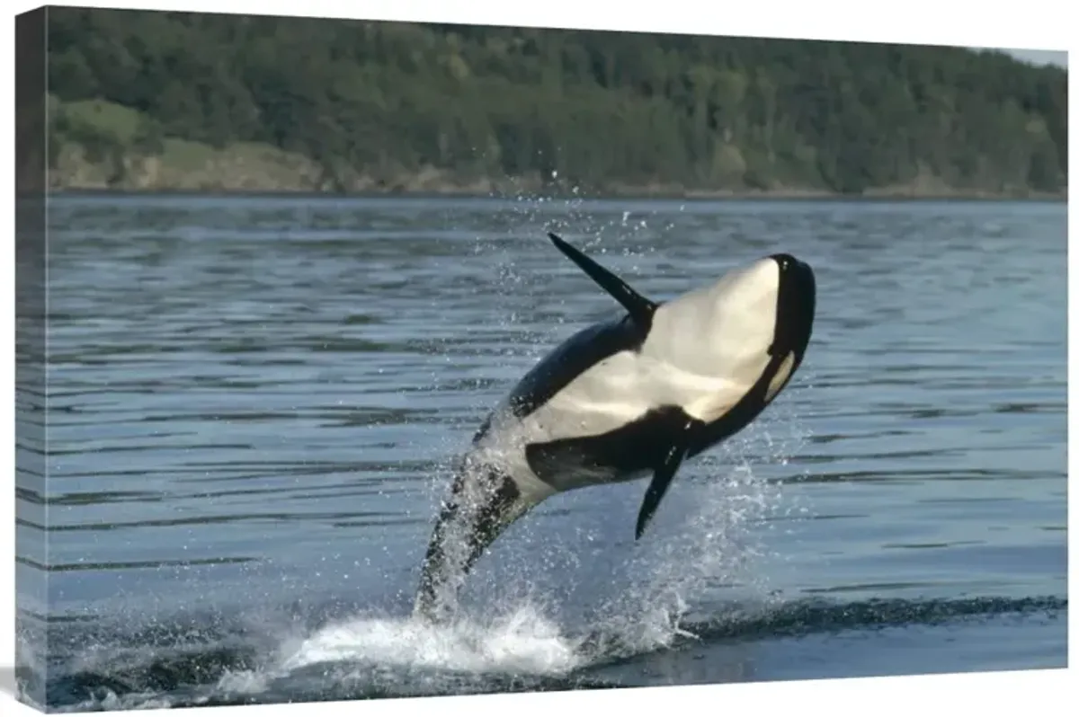 Orca breaching along the Inside Passage, Alaska-Canvas Art-30x20