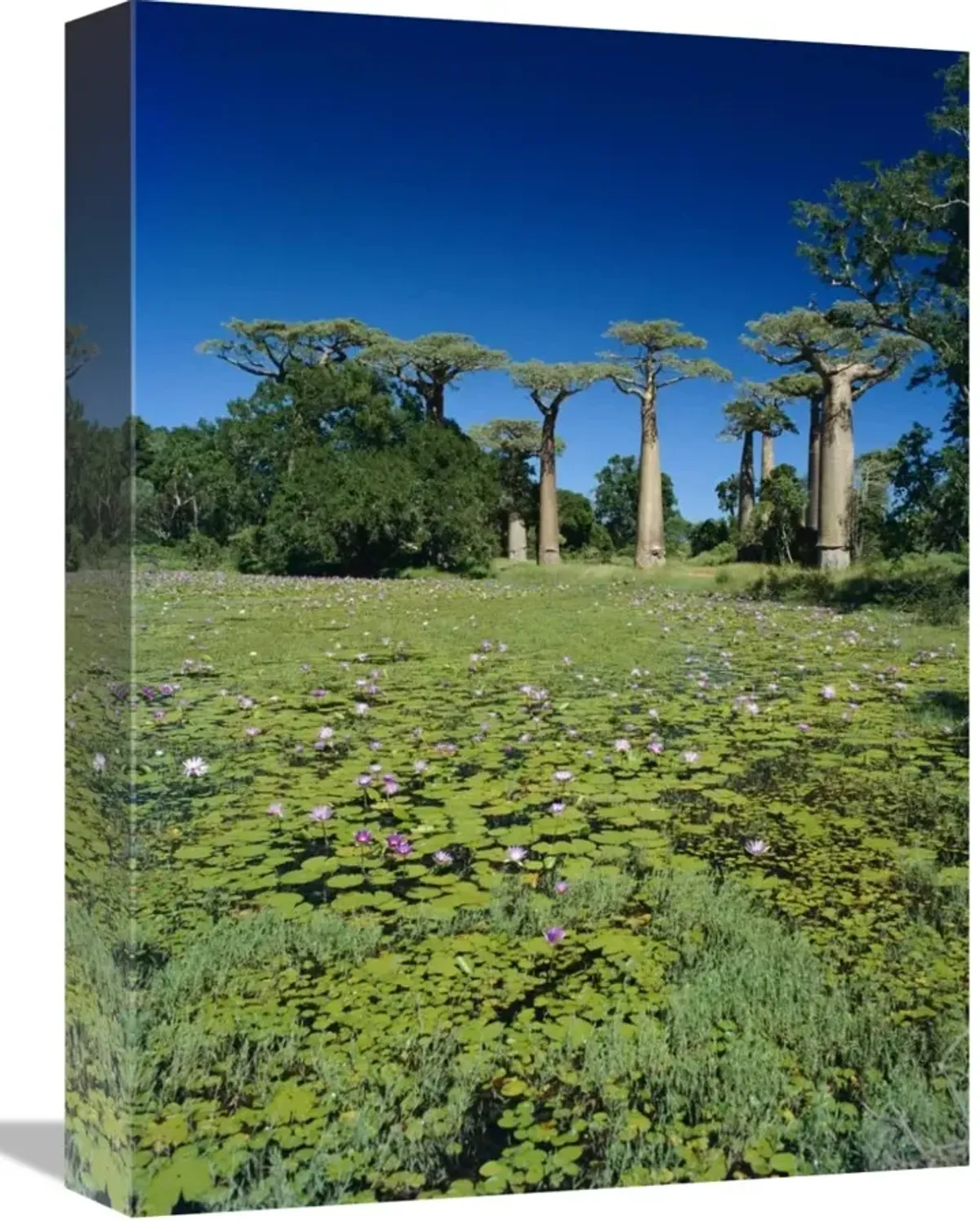 Grandidiers Baobab trees and Water Lilies , Madagascar-Canvas Art-12x16
