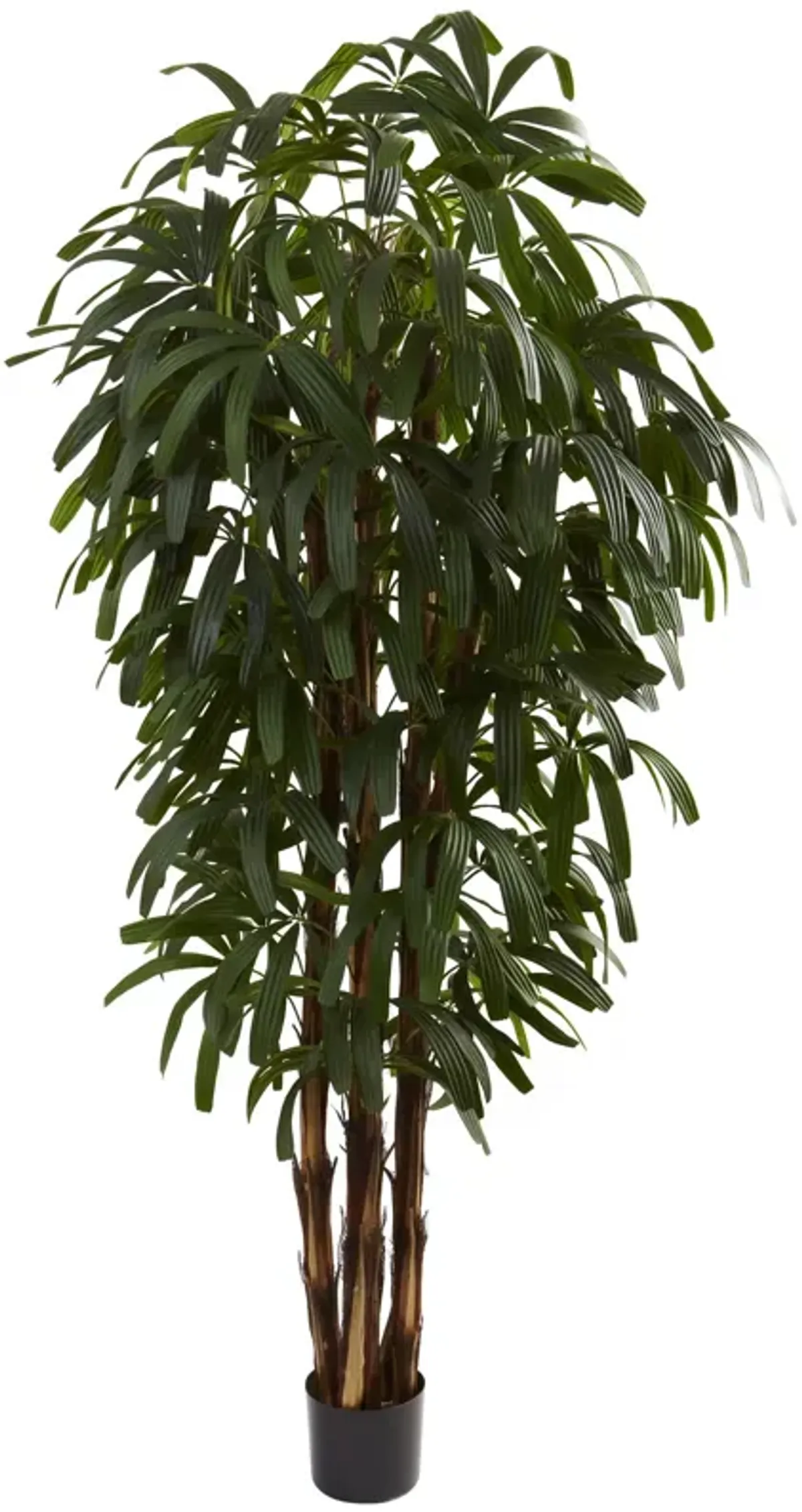 HomPlanti 6 Feet Raphis Palm Tree