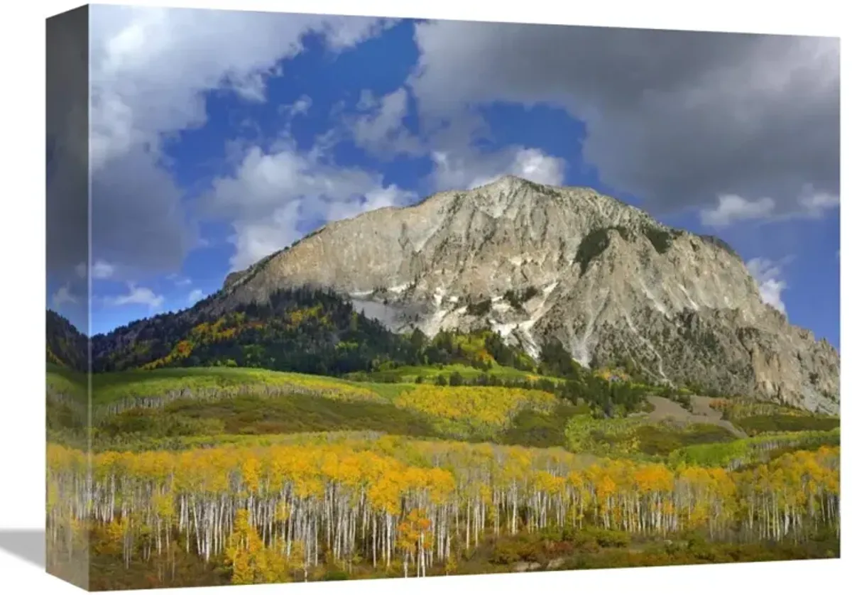 Marcellina Mountain and aspen forest in Raggeds Wilderness, Colorado-Canvas Art-16x12