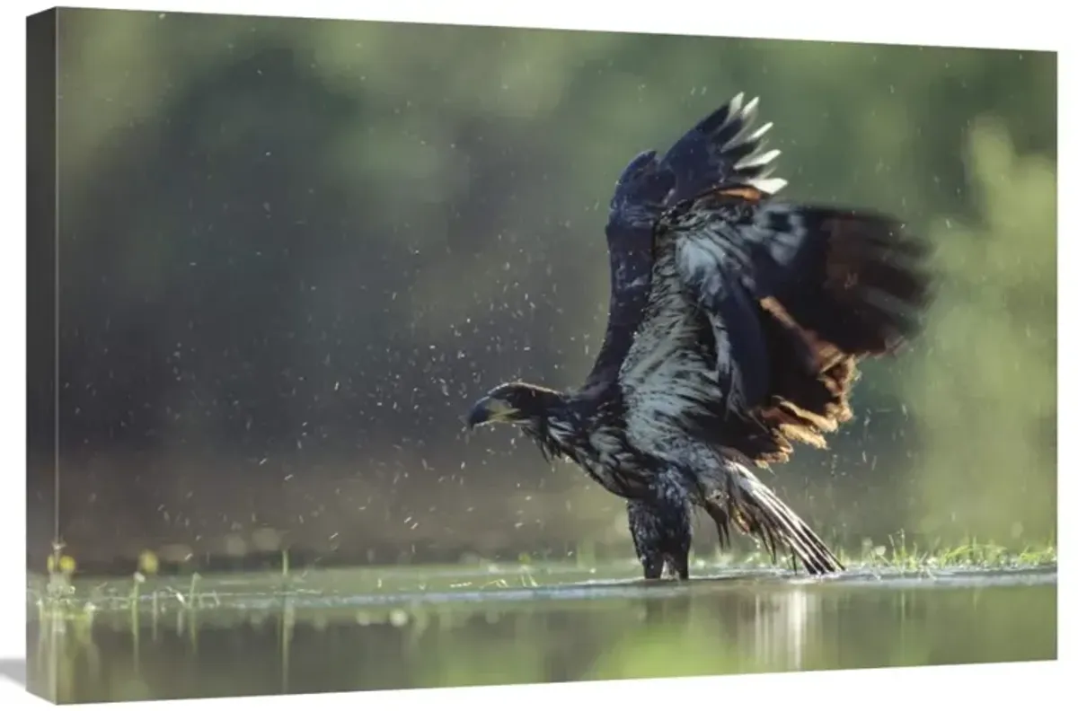 Bald Eagle juvenile bathing in a river, North America-Canvas Art-30x20