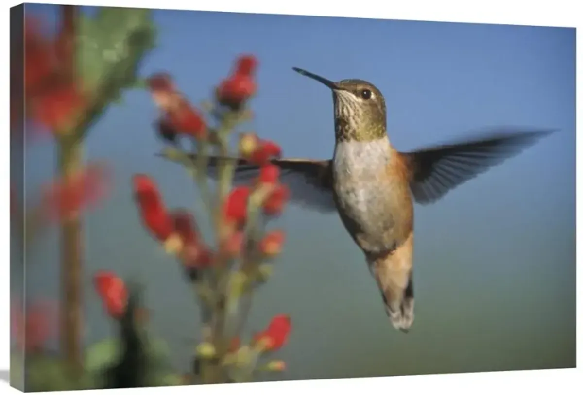 Rufous Hummingbird feeding on the nectar of a Desert Figwort New Mexico-Canvas Art-36x24
