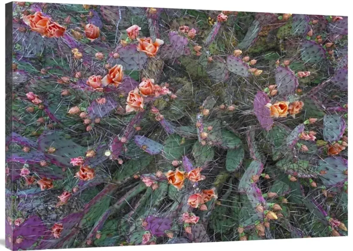 Opuntia flowering, North America-Canvas Art-40x28.4