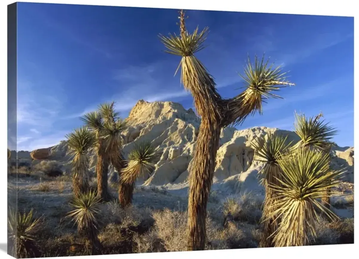 Joshua Trees in Red Rock Canyon State Park, California-Canvas Art-32x24