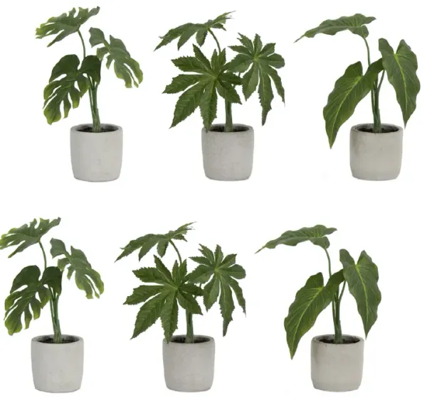 Set of 6 Assorted Foliage Plants in Grey Pots for Indoor Décor and Home Gardening