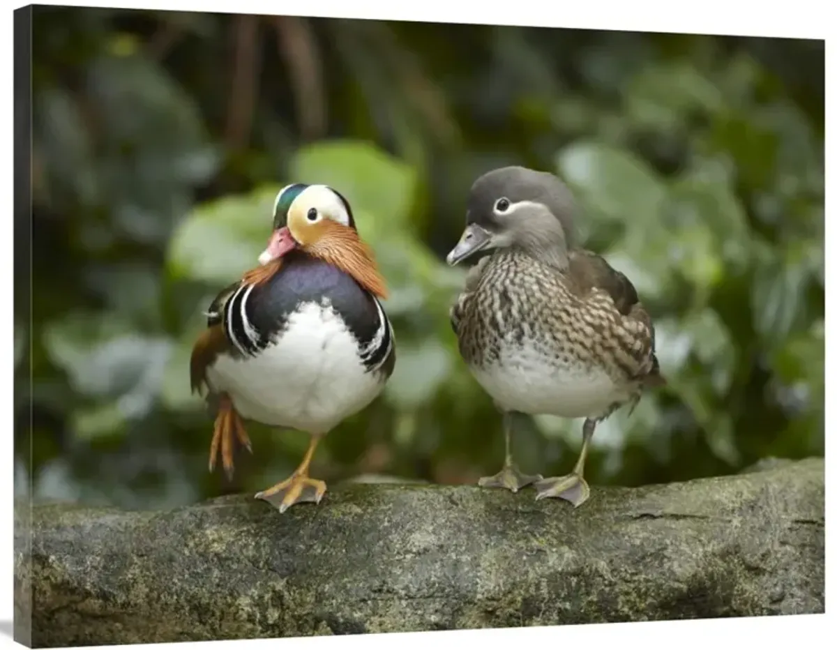 Mandarin Duck male and female, Jurong Bird Park, Singapore-Canvas Art-40x30
