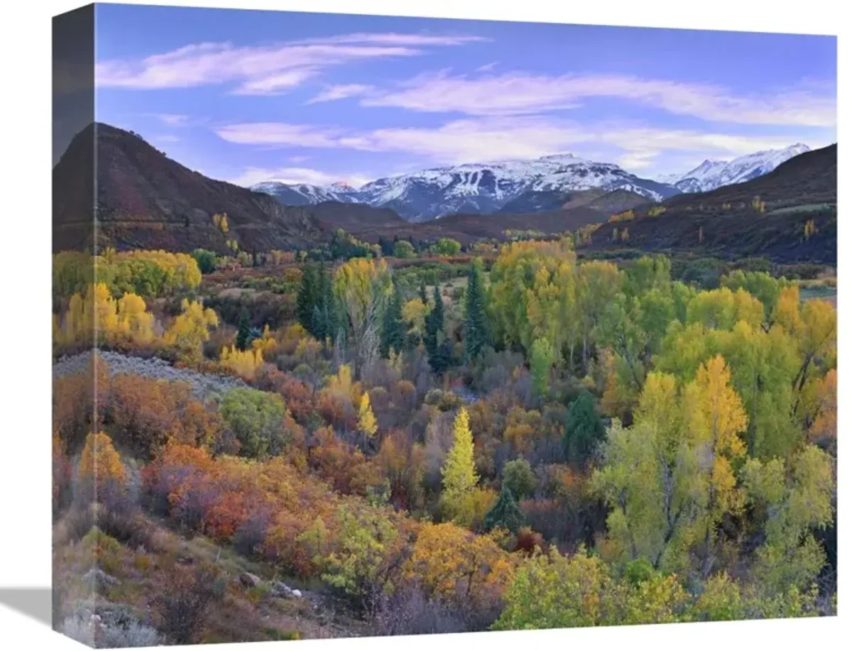 Quaking Aspen forest in autumn, Snowmass Mountain near Quaking Aspen, Colorado-Canvas Art-16x13.28