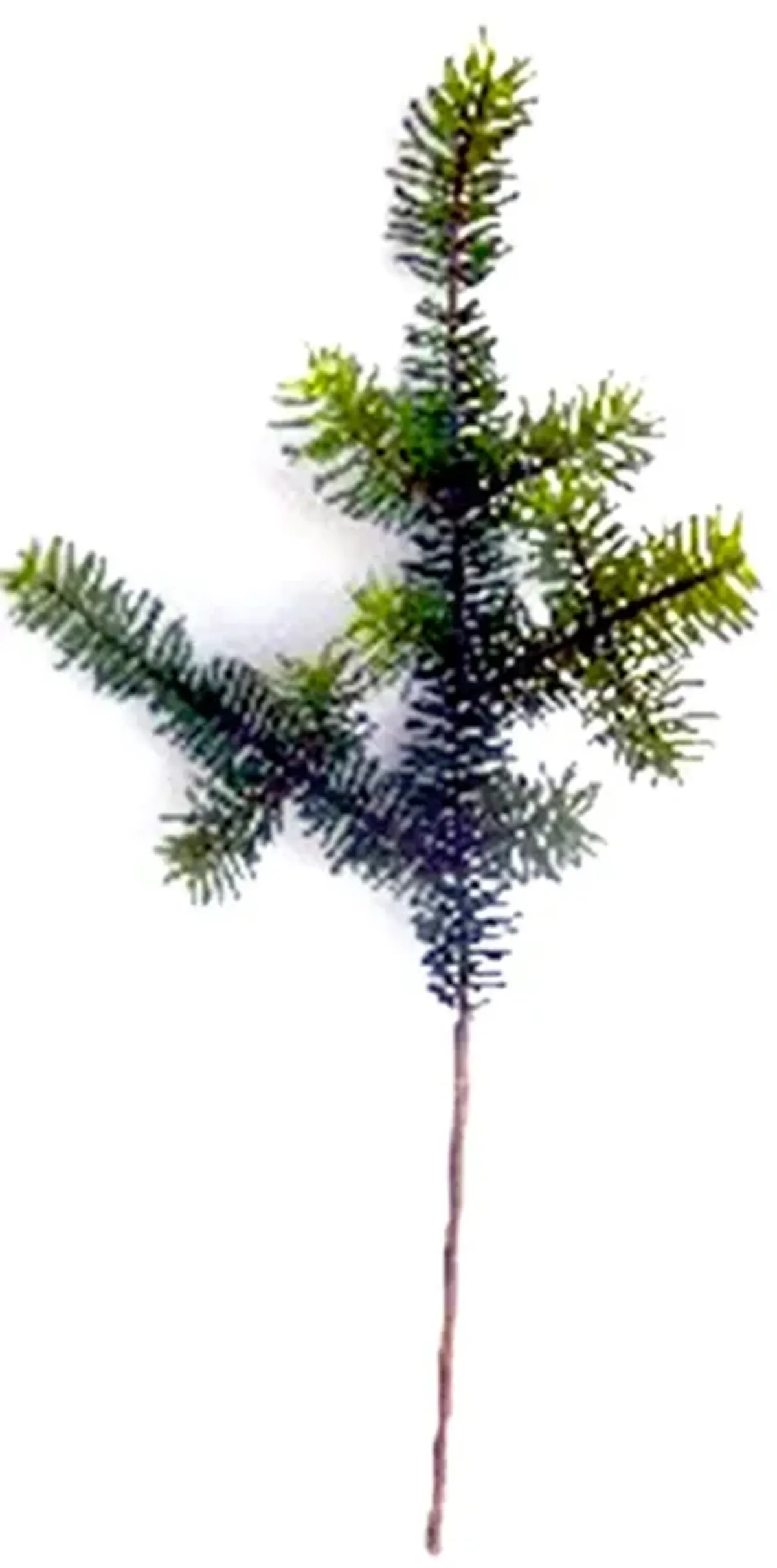 Set of 6 Wintry Green Pine Sprays for Holiday and Winter Decor