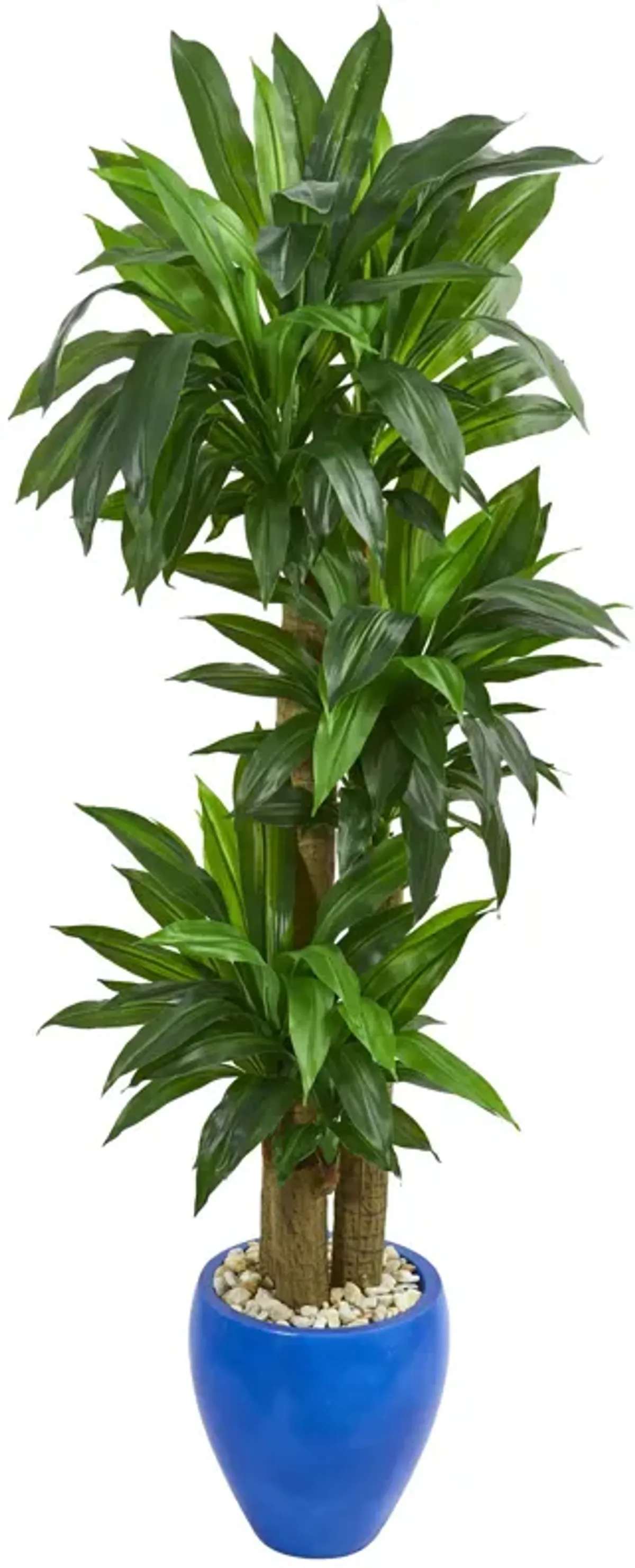 HomPlanti 6" Cornstalk Dracaena Artificial Plant in Blue Planter (Real Touch)