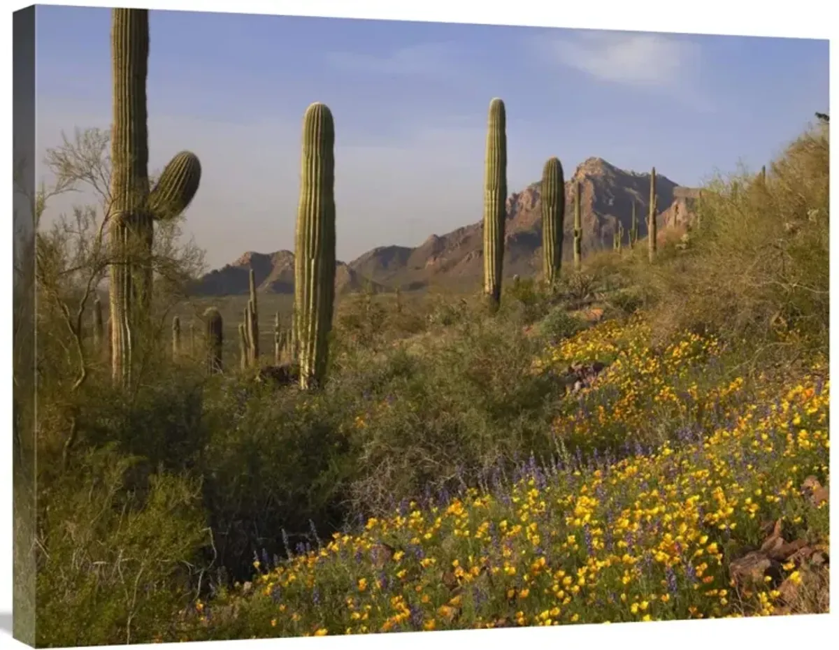 Saguaro cacti and California Poppy field at Picacho Peak State Park, Arizona-Canvas Art-32x24