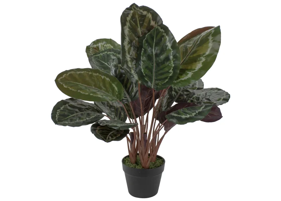 30" Artificial Large Green Leaf Calathea Potted Plant