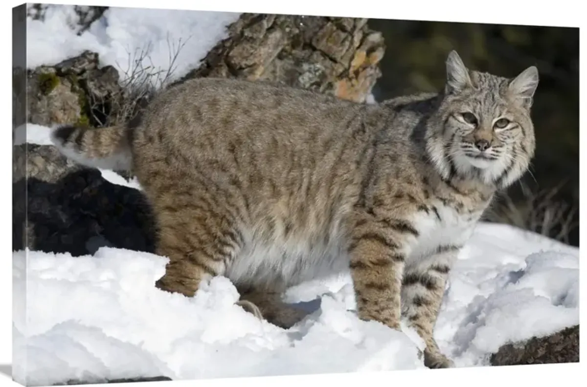 Bobcat in the snow, Kalispell, Montana-Canvas Art-36x24