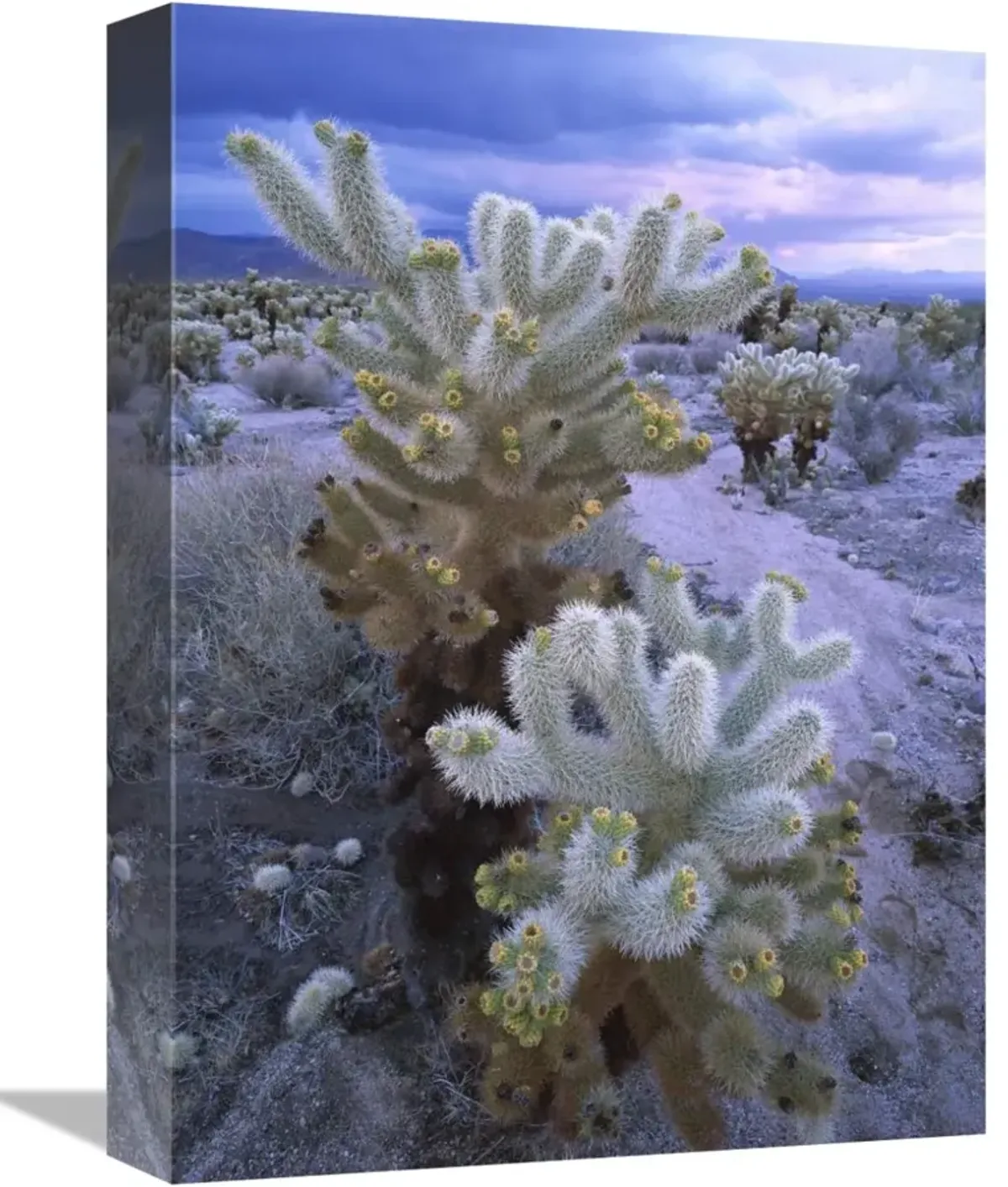 Teddy Bear Cholla or Jumping Cholla under stormy skies, Joshua Tree National Park, California-Canvas Art-12x16