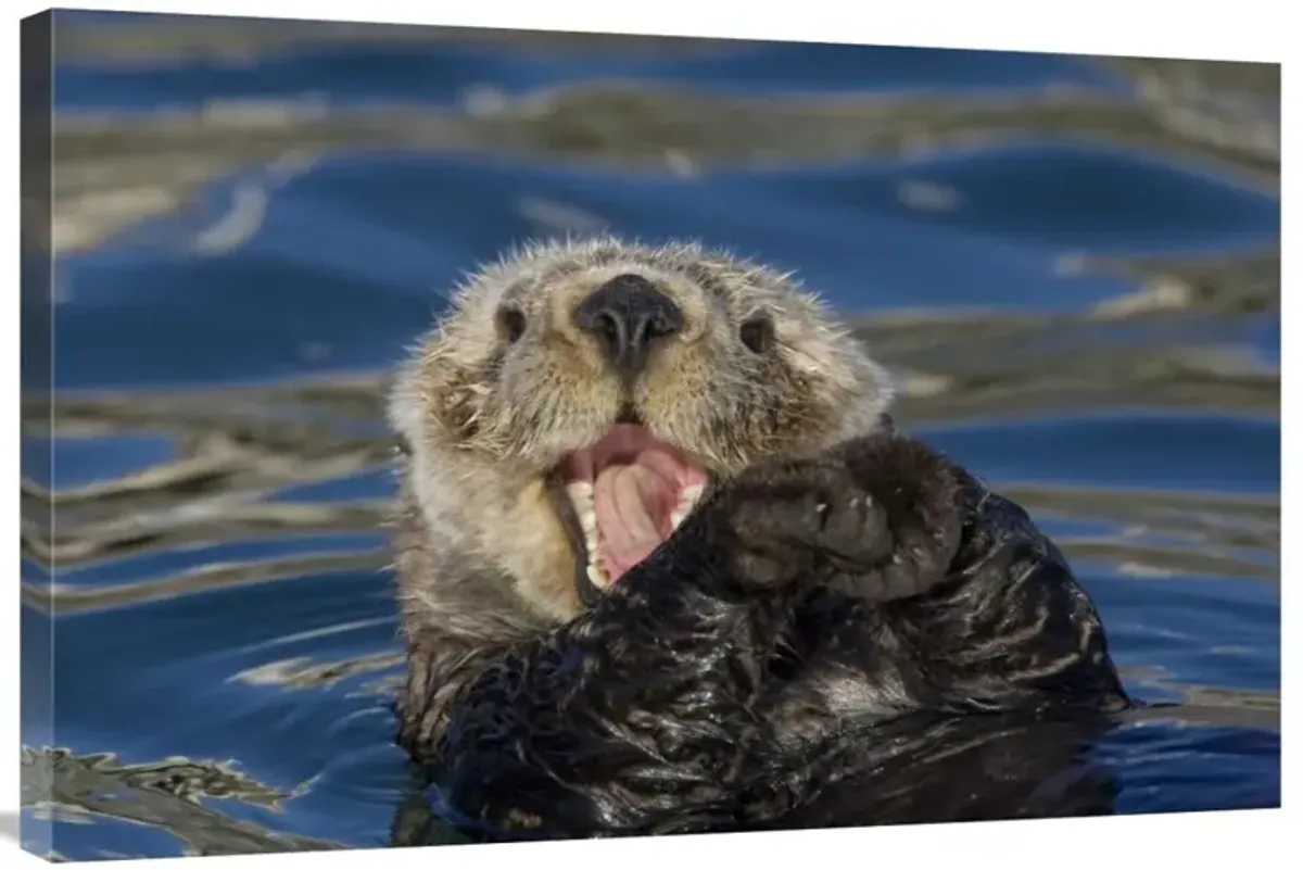 Sea Otter yawning, Monterey Bay, California-Canvas Art-36x24