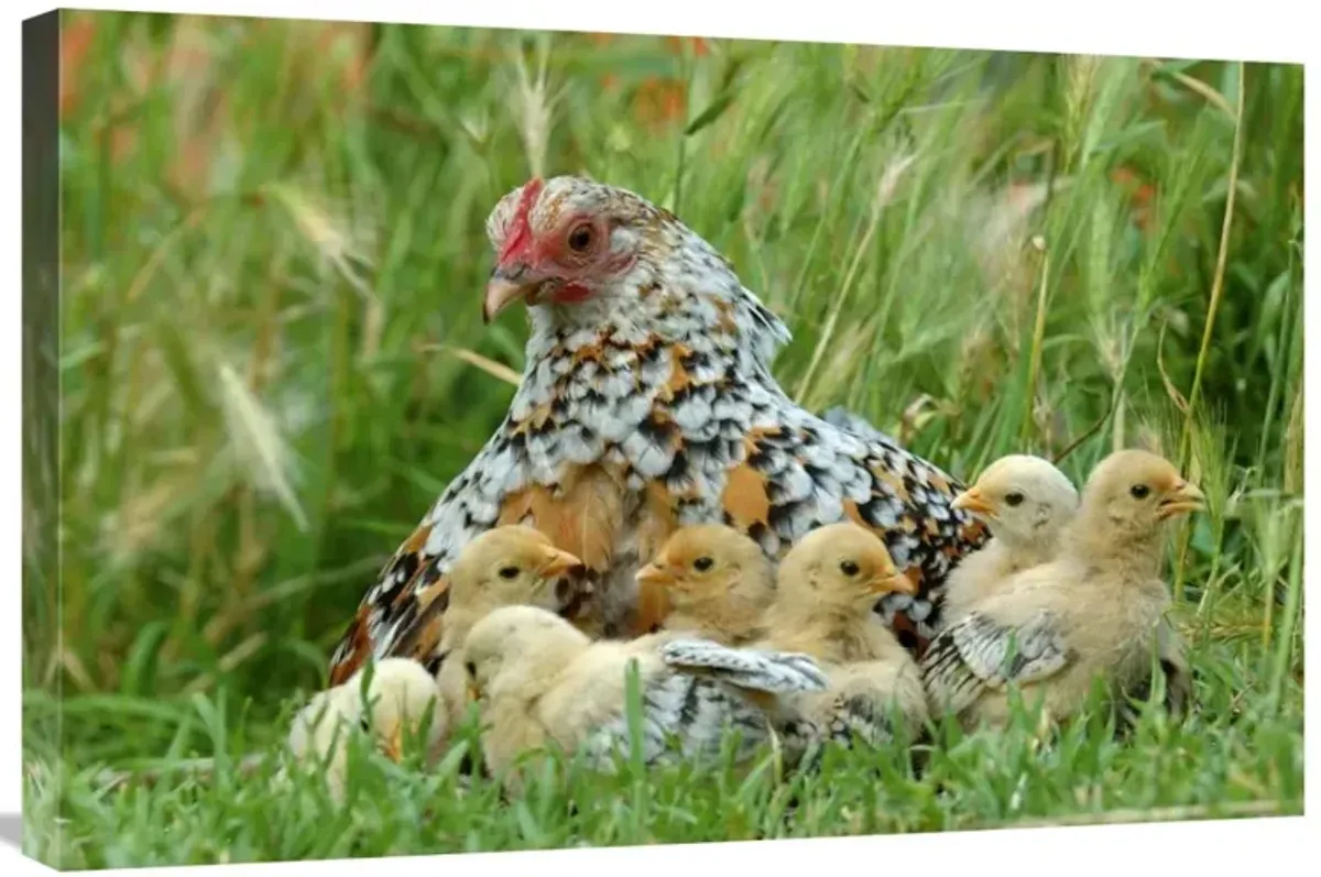 Fowl with chicks-Canvas Art-30x20