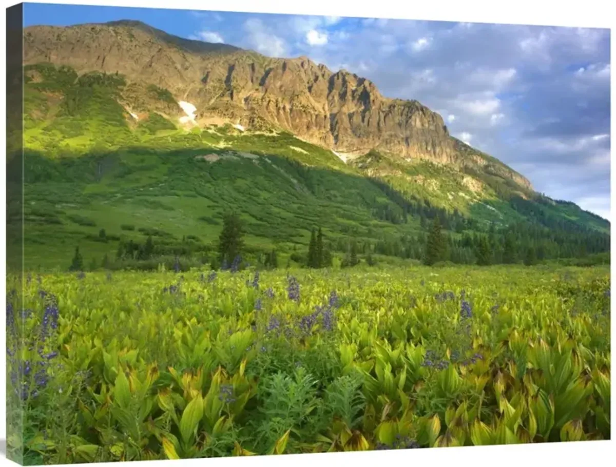 Gothic Mountain overlooking meadow near Crested Butte, Colorado-Canvas Art-32x24