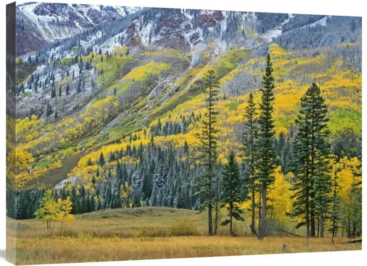 Aspen grove in fall colors, Maroon Bells, Snowmass Wilderness, Colorado-Canvas Art-32x24