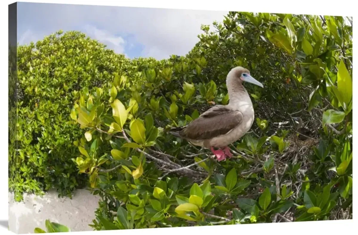 Red-footed Booby perching beside nest in mangroves, Galapagos Islands, Ecuador-Canvas Art-36x24