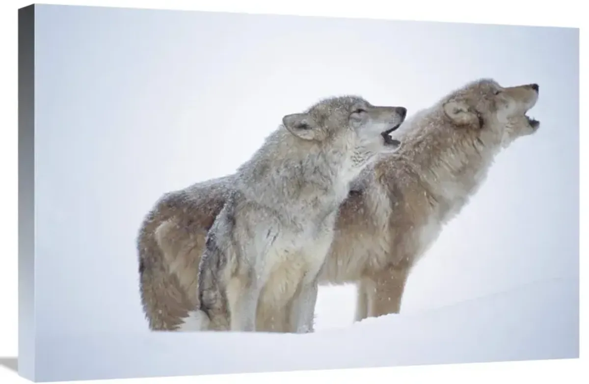 Timber Wolves close-up portrait of pair howling in snow, North America-Canvas Art-30x20