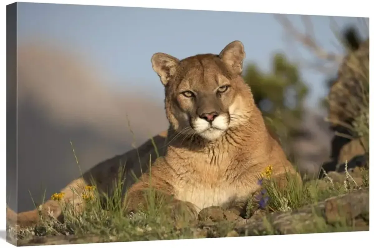 Mountain Lion portrait, North America-Canvas Art-30x20