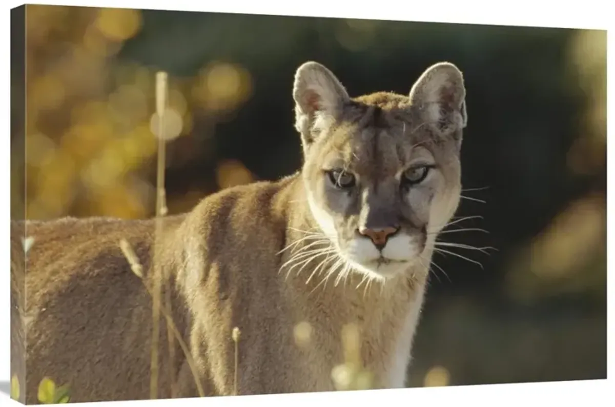 Mountain Lion or Cougar adult portrait, North America-Canvas Art-36x24