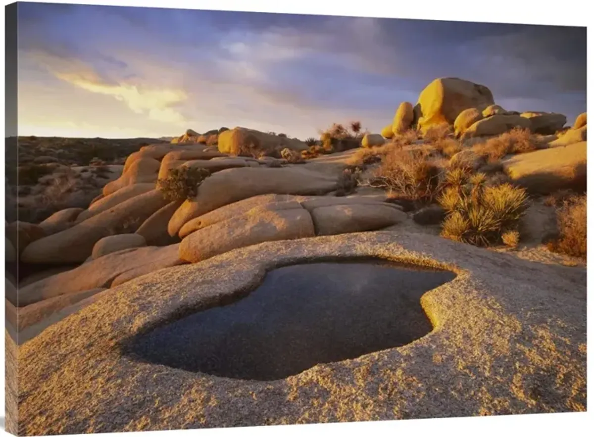 Water that has collected in boulder, Joshua Tree National Park, California-Canvas Art-40x30
