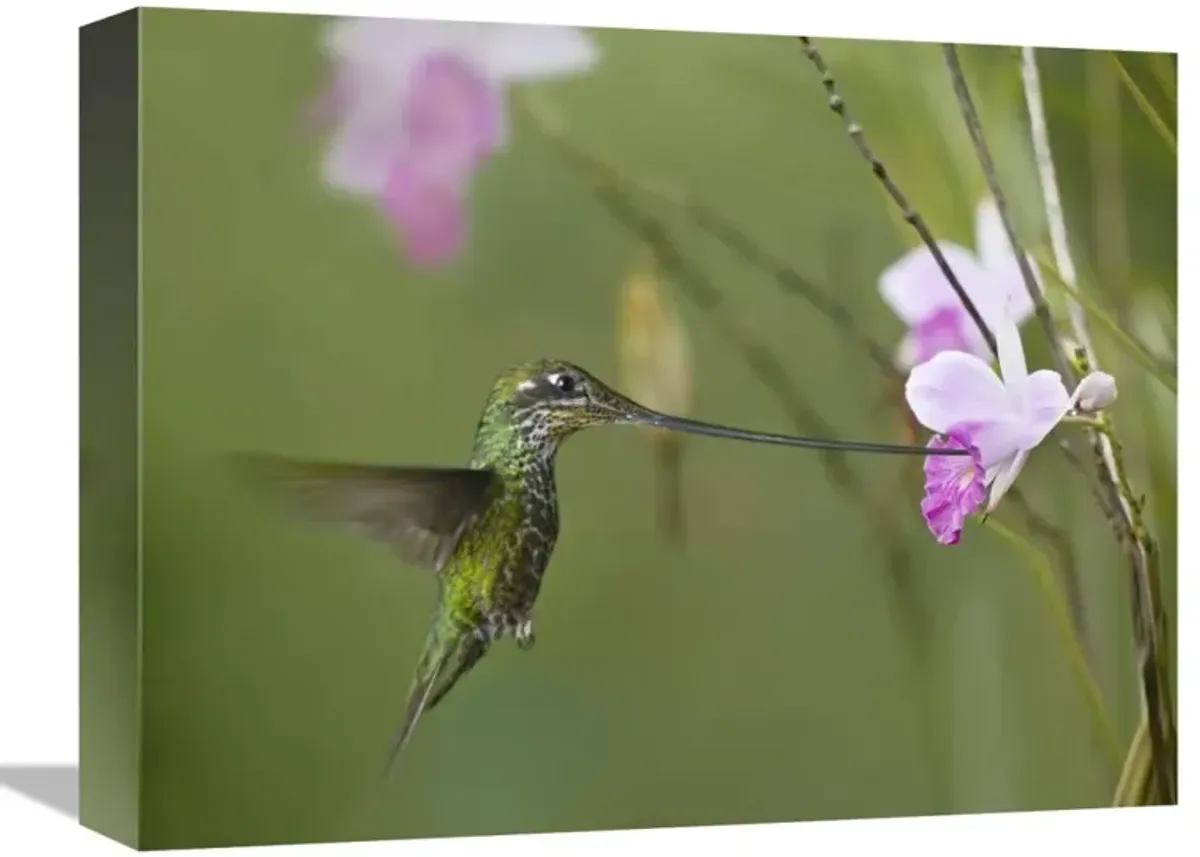 Sword-billed Hummingbird feeding on flower nectar, Ecuador-Canvas Art-16x12