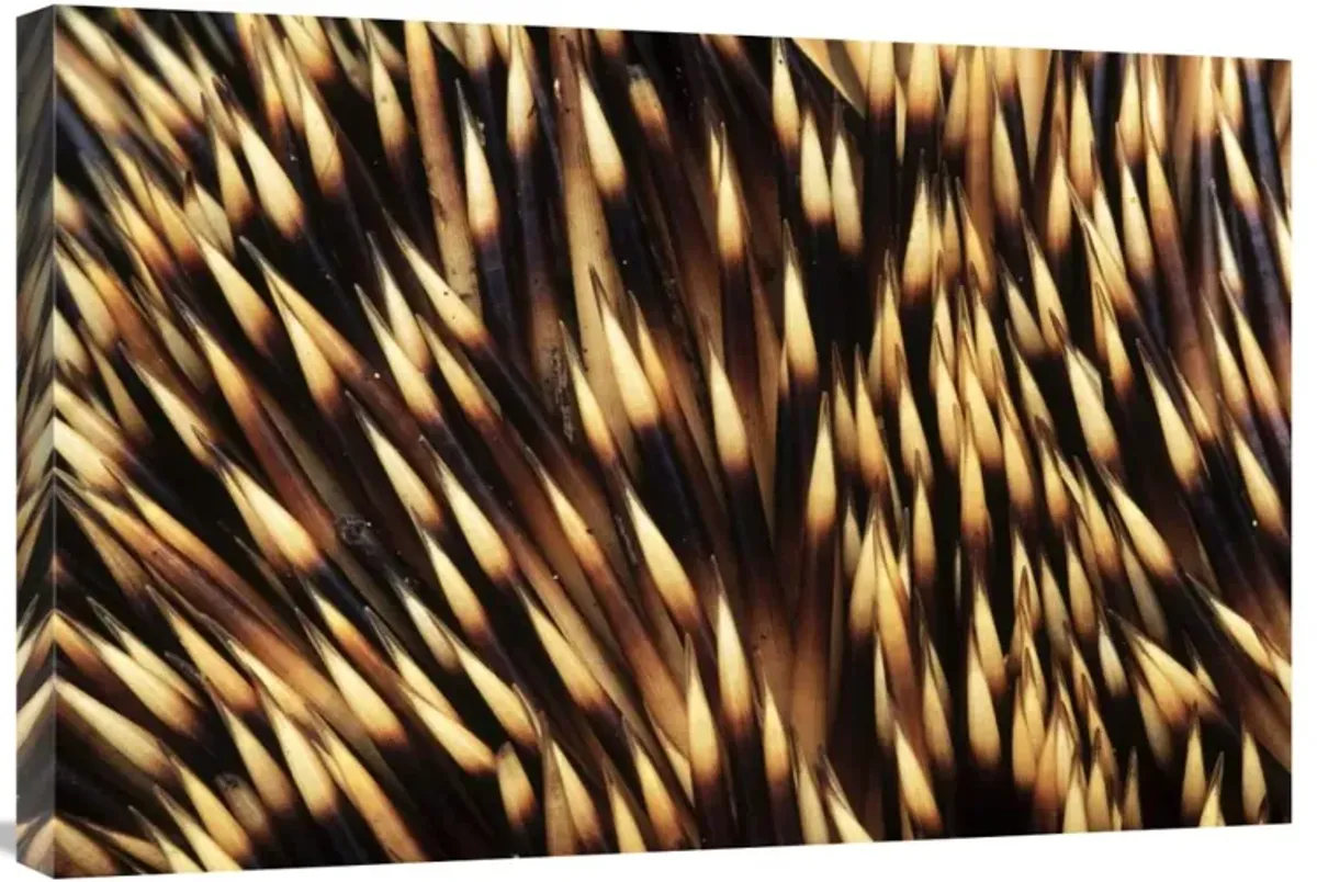 Brown-breasted Hedgehog detail of spines, Europe-Canvas Art-30x20