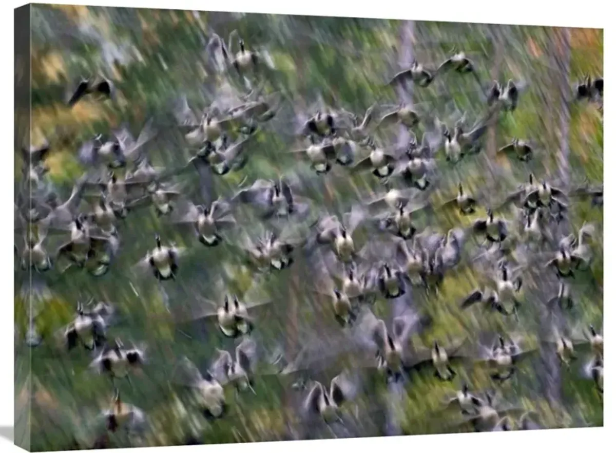 Canada Goose flock flying, North America-Canvas Art-32x24