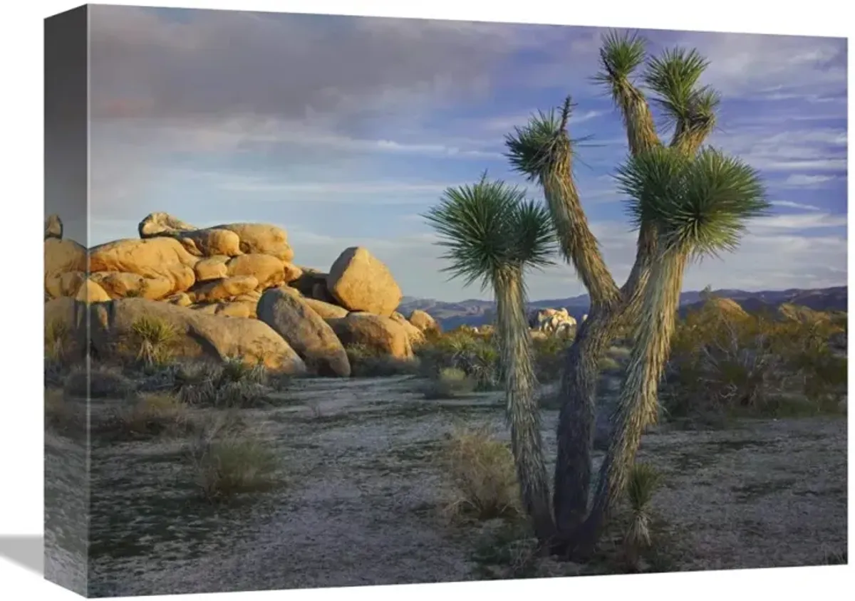 Joshua Tree and boulders, Joshua Tree National Park, California-Canvas Art-16x12
