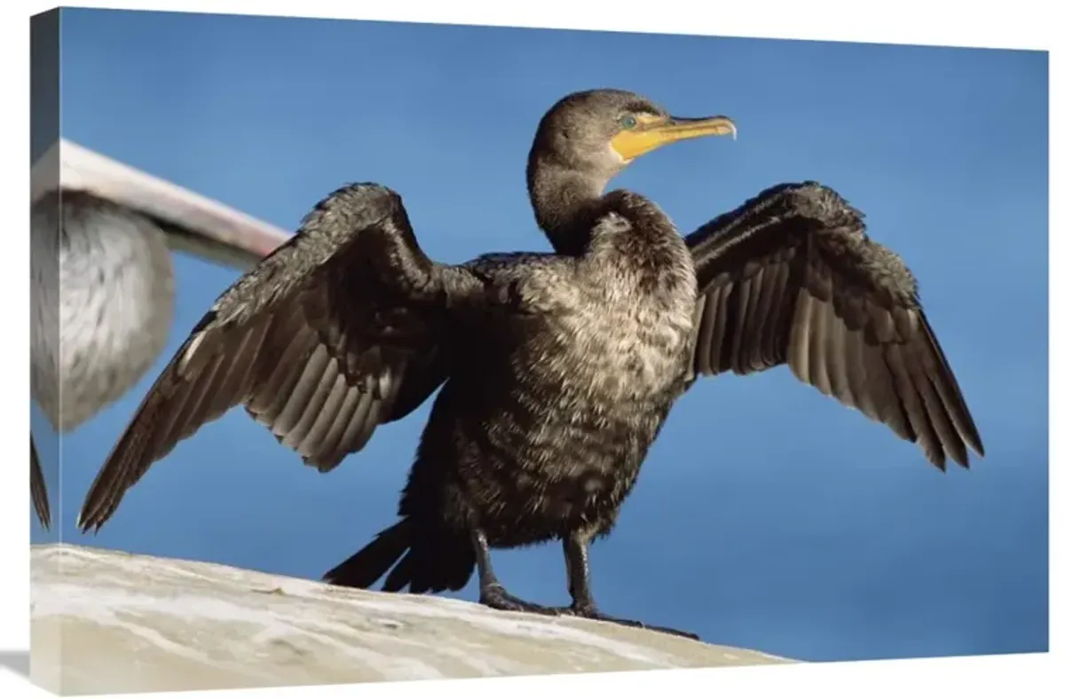 Double-crested Cormorant drying wings, California-Canvas Art-30x20