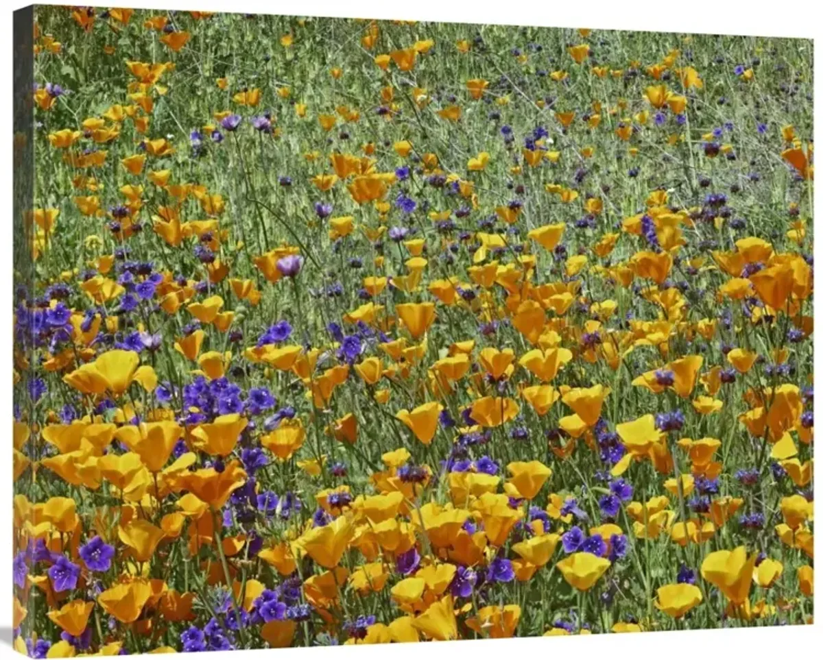 California Poppy and Desert Bluebell flowers, Antelope Valley, California-Canvas Art-35x28