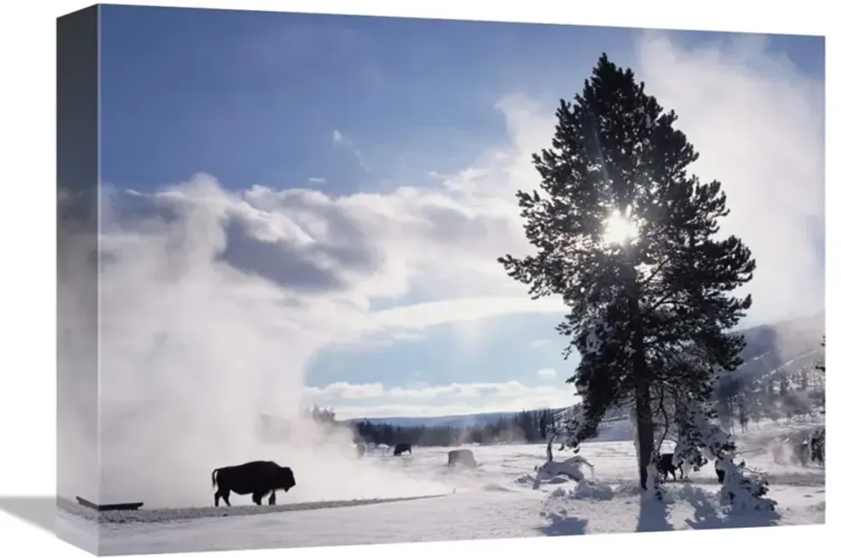 American Bison in winter, Yellowstone National Park, Wyoming-Canvas Art-16x12