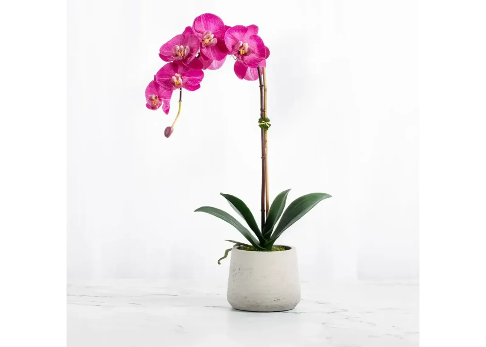 Real Touch Orchid Plant Pink Orchid in Beige Pot