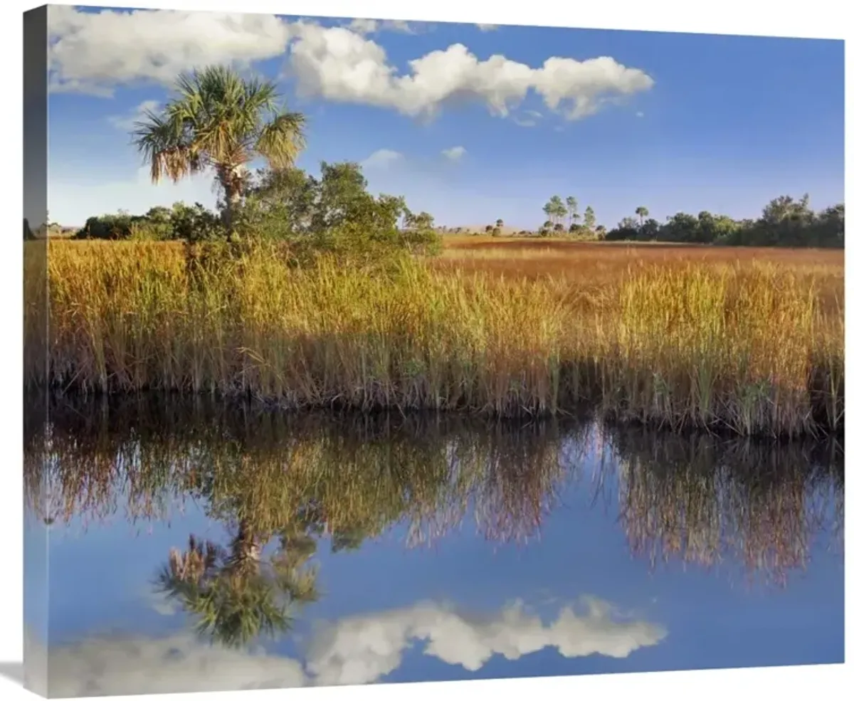 Cabbage Palm in wetland, Fakahatchee State Preserve, Florida-Canvas Art-30x24.9