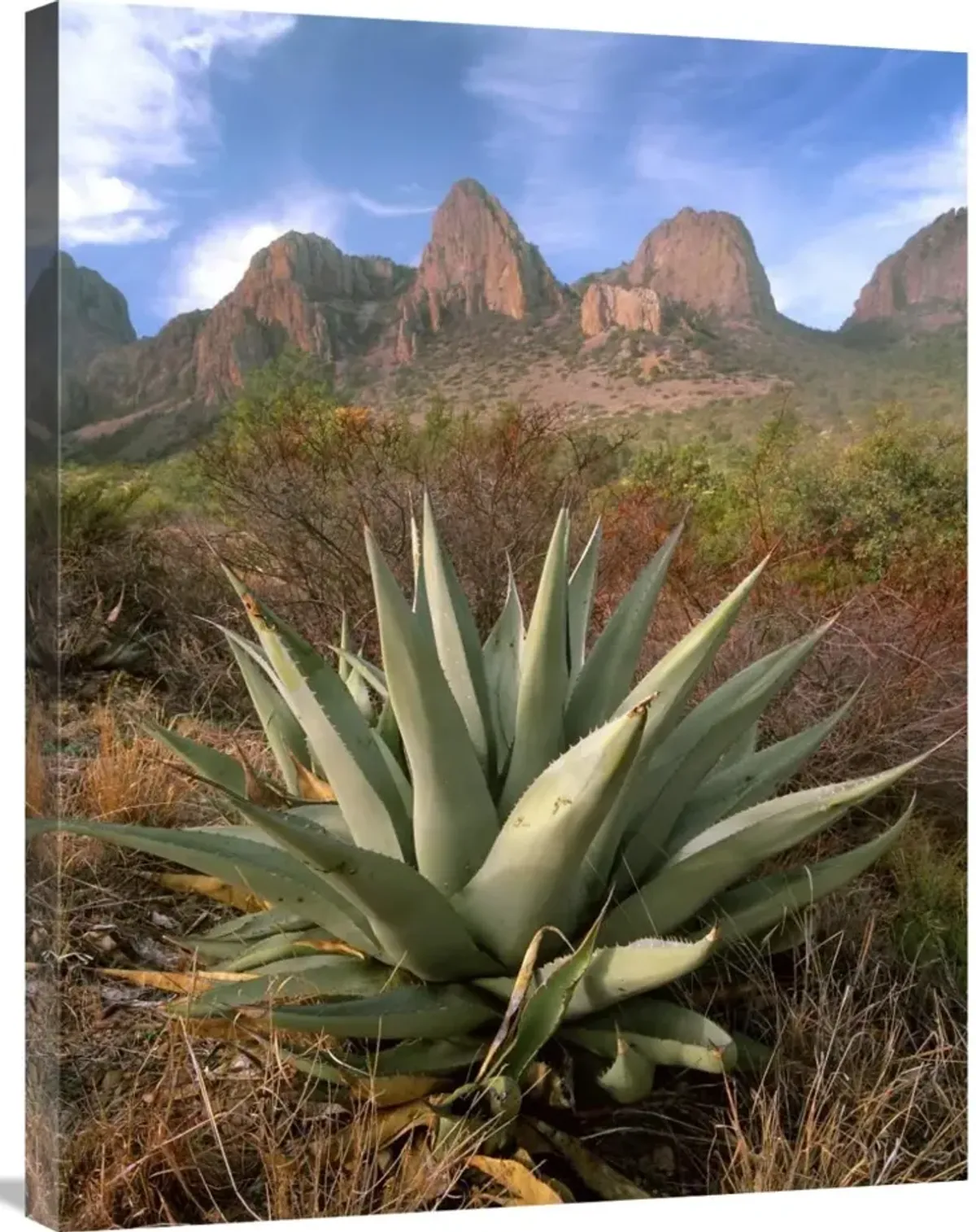 Chisos Agave and the Chisos Mountains, Big Bend National Park, Texas-Canvas Art-24x32