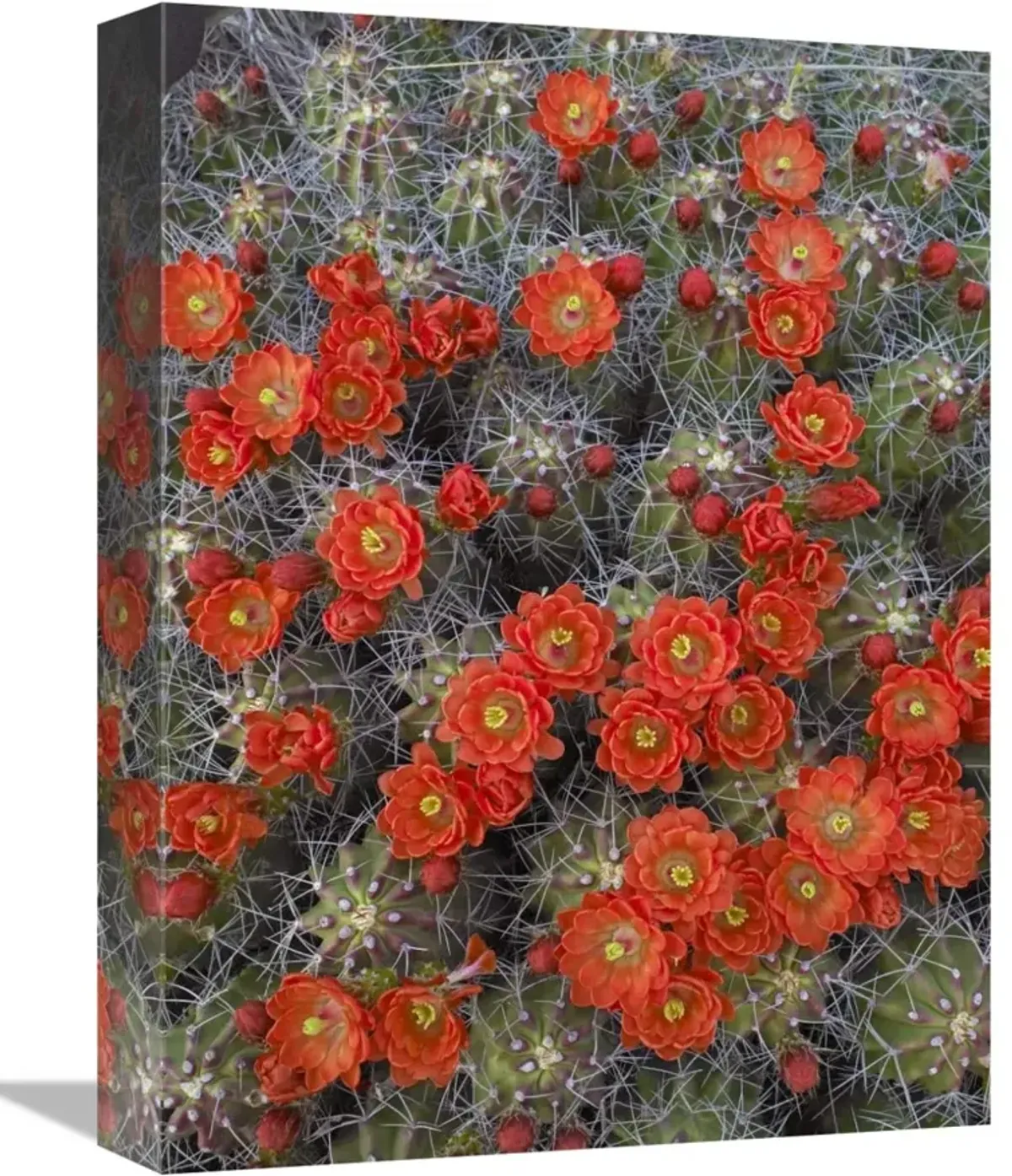 Claret Cup Cactus detail of flowers in bloom, North America-Canvas Art-12x16