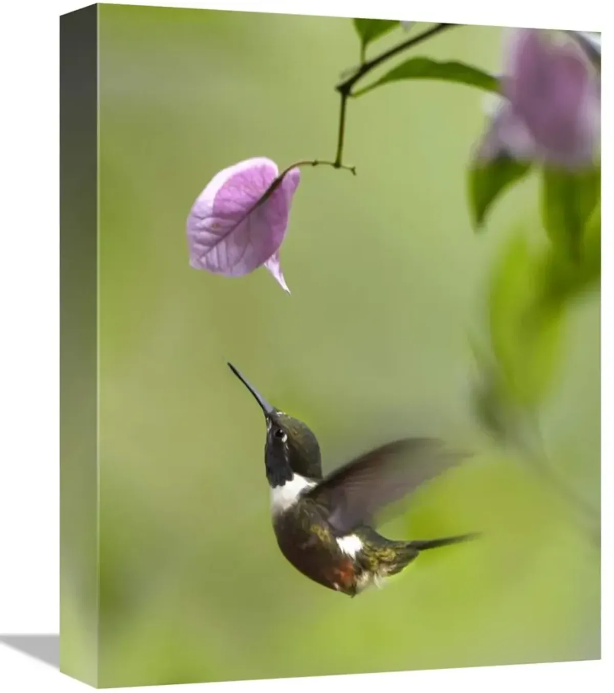 Purple-throated Woodstar hummingbird hovering near Bougainveillea flower, Ecuador-Canvas Art-12x16
