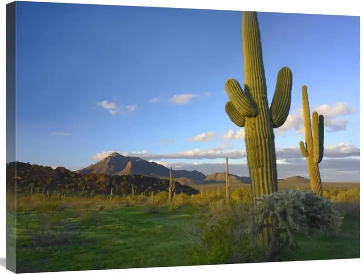 Saguaro and Teddybear Cholla, Picacho Peak State Park, Arizona-Canvas Art-32x24