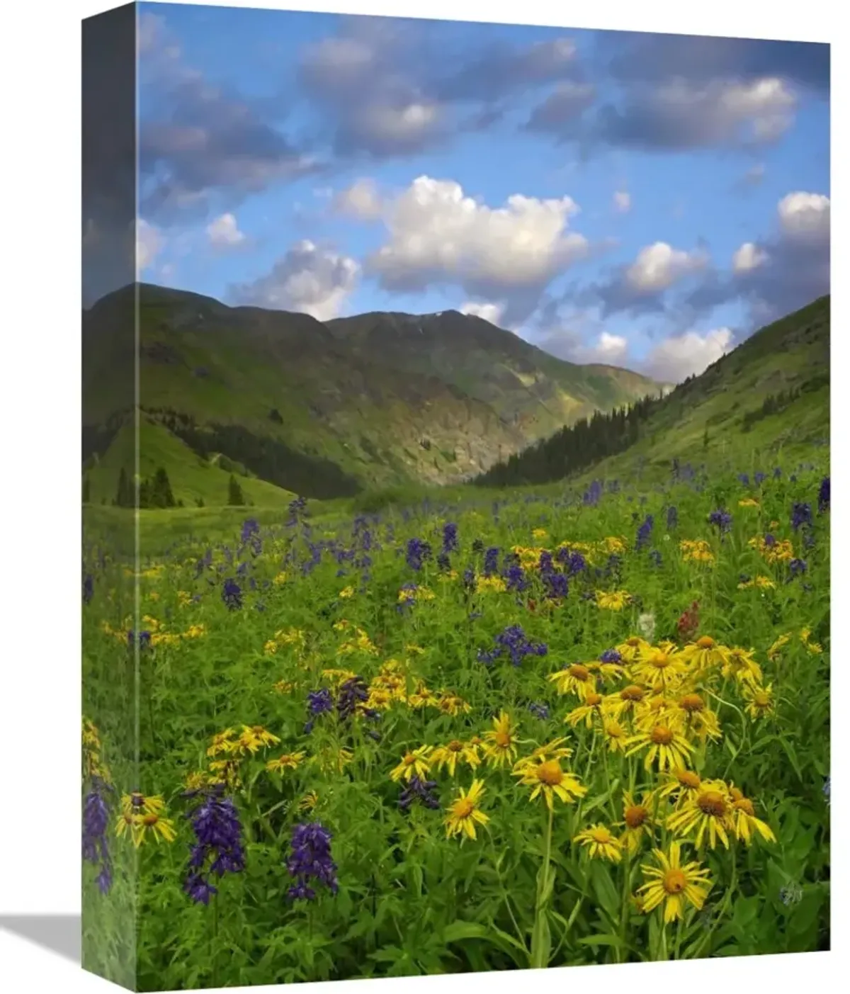 Orange Sneezeweed and Delphinium in American Basin, Colorado-Canvas Art-12x16
