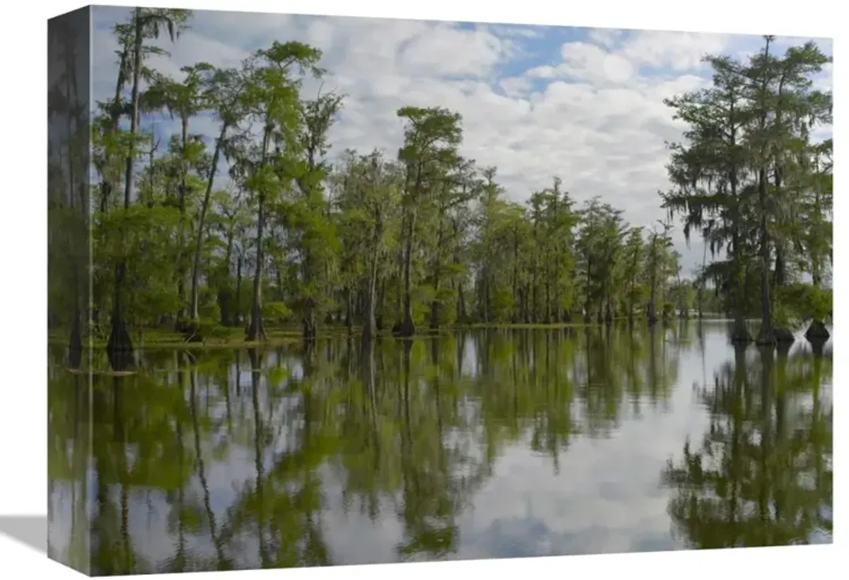 Bald Cypress swamp, Cypress Island, Lake Martin, Louisiana-Canvas Art-16x12