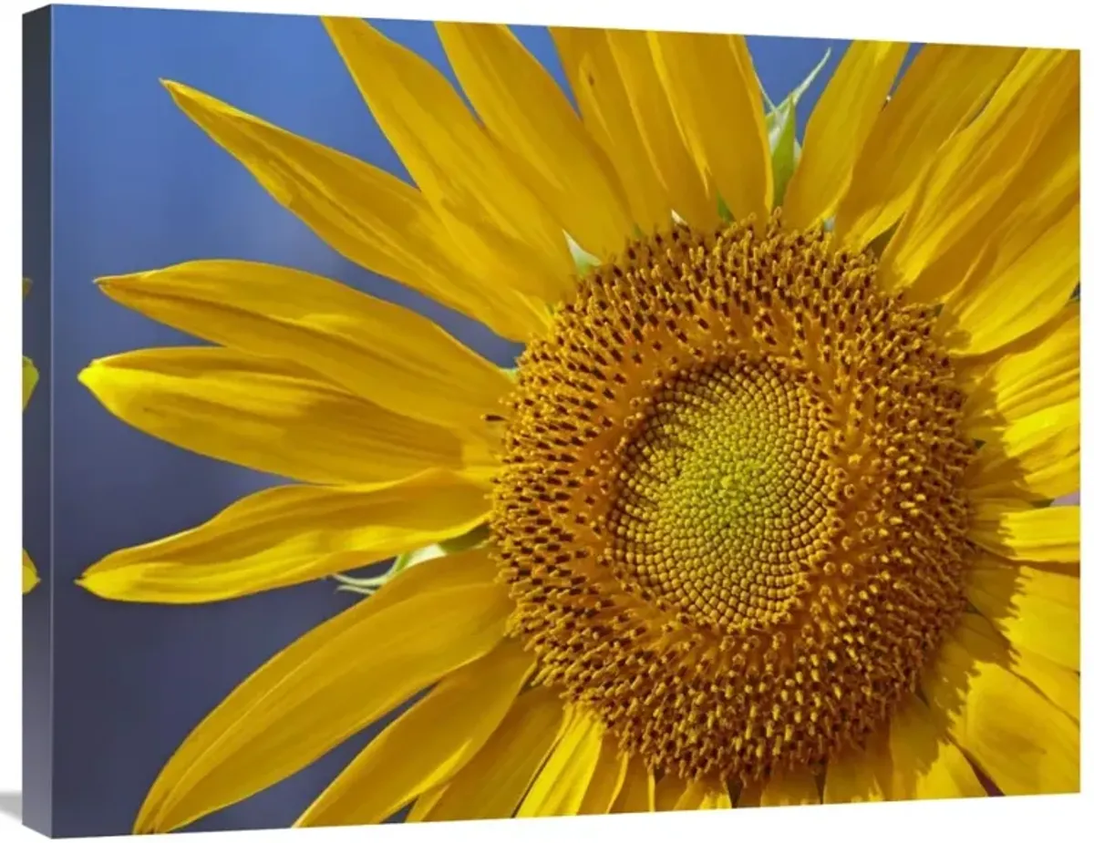 Common Sunflower flower, North America-Canvas Art-32x24