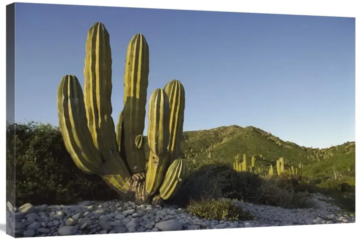Giant Cardon cactus Santa Catalina Island, Sea of Cortez, Baja California, Mexico-Canvas Art-36x24
