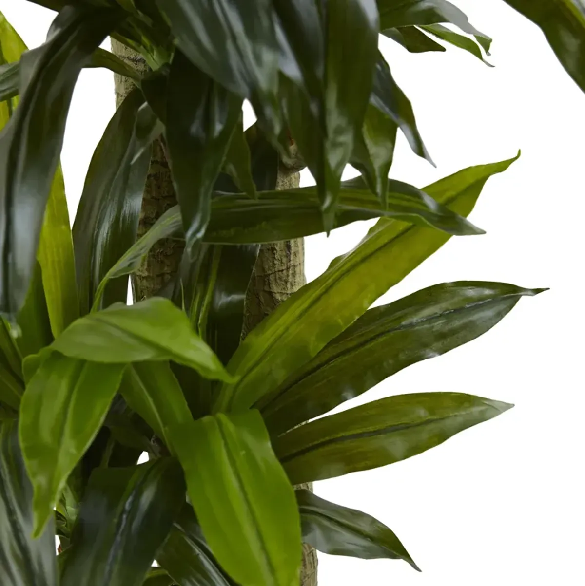 HomPlanti 5.5" Corn Stalk Dracaena with Black Wash Planter