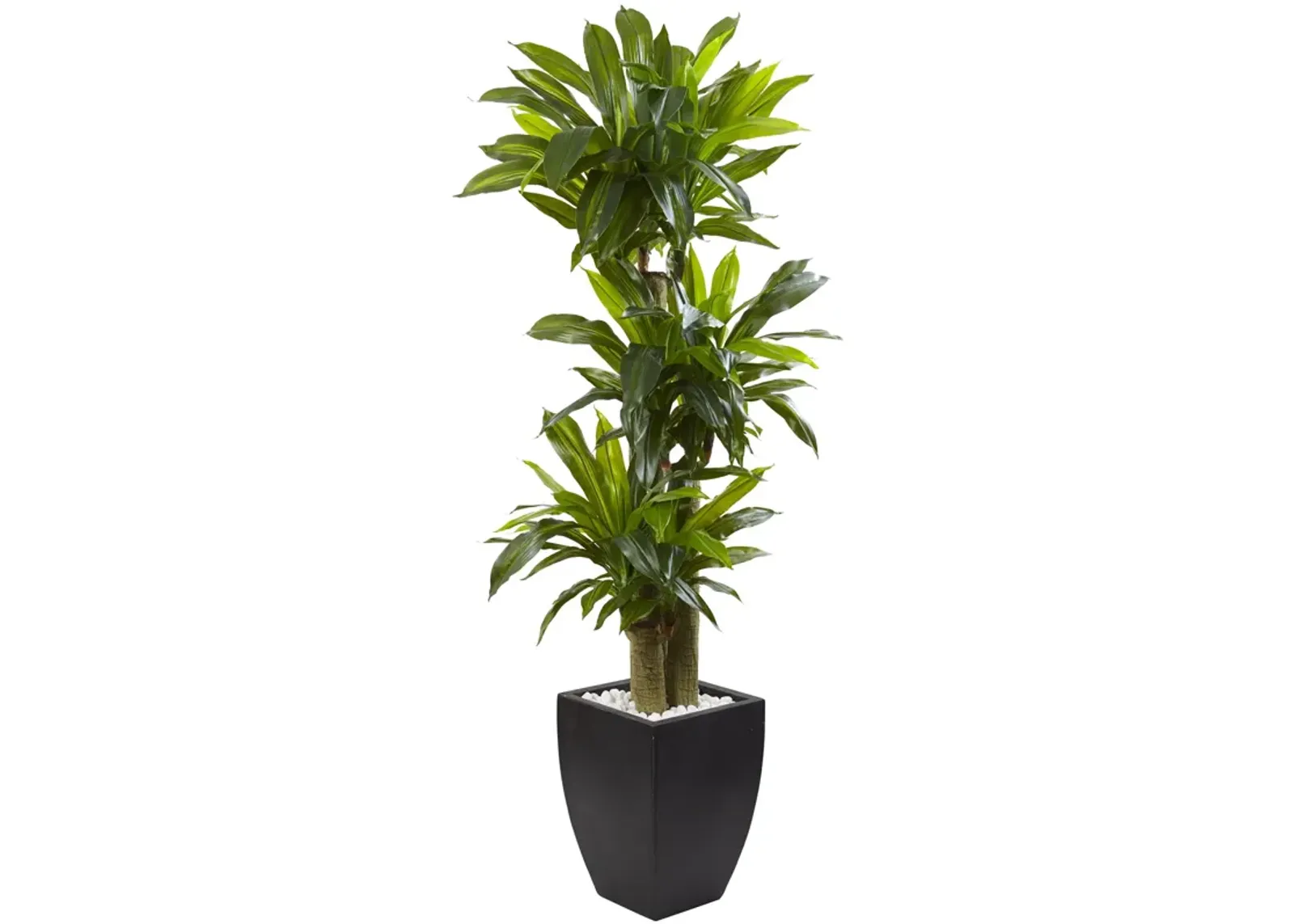 HomPlanti 5.5" Corn Stalk Dracaena with Black Wash Planter