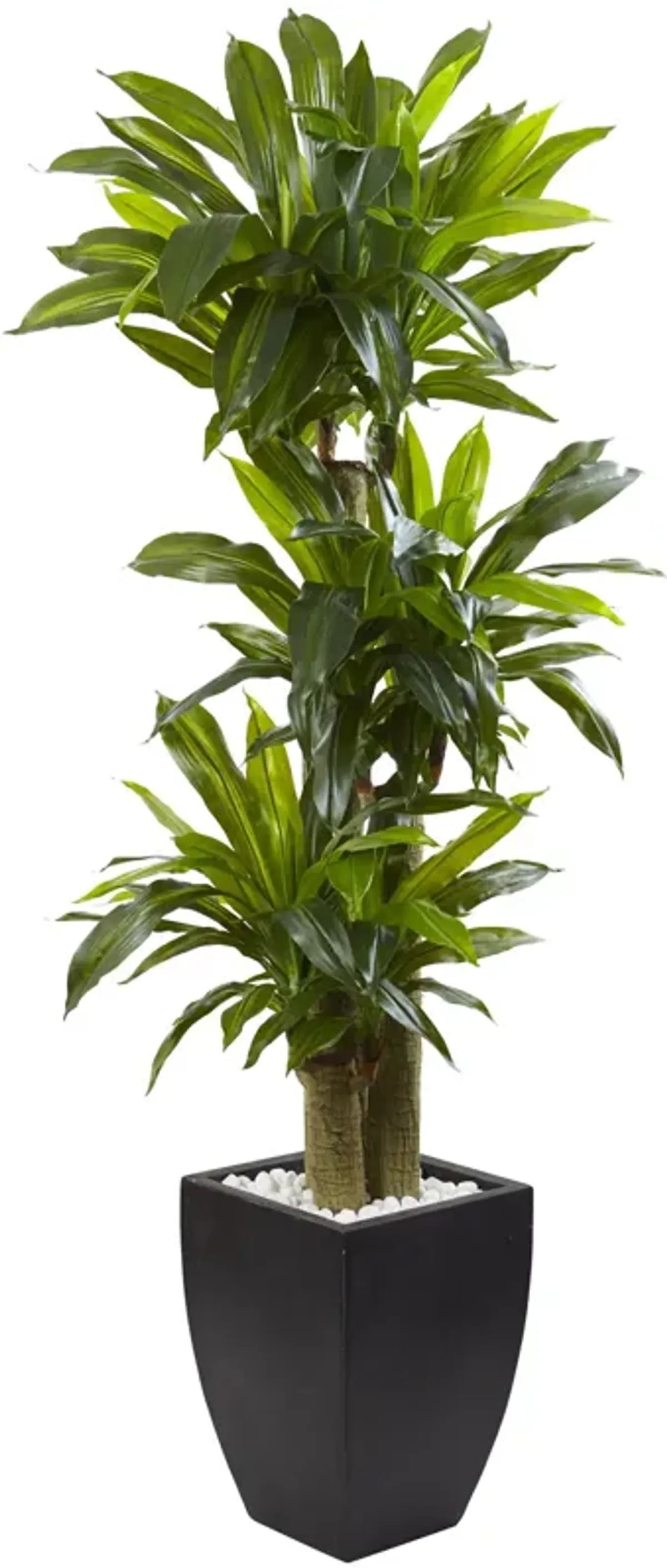 HomPlanti 5.5" Corn Stalk Dracaena with Black Wash Planter